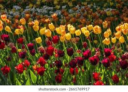 Attēlu rezultāti vaicājumam “Tulipa gesneriana”