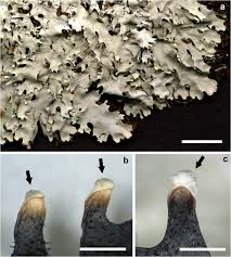 Attēlu rezultāti vaicājumam “Hypotrachyna sp.”