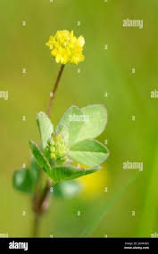 Attēlu rezultāti vaicājumam “Trifolium dubium flower”