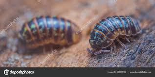 Attēlu rezultāti vaicājumam “Armadillidium pulchellum”
