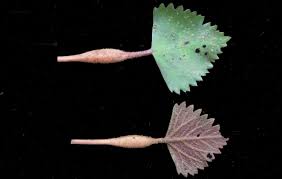 Attēlu rezultāti vaicājumam “Trapaceae”