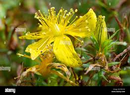 Attēlu rezultāti vaicājumam “Hypericum perforatum bud”