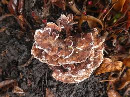 Attēlu rezultāti vaicājumam “Amaurochaete atra spores”