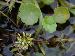 Attēlu rezultāti vaicājumam “Hydrocotyle vulgaris leaf”