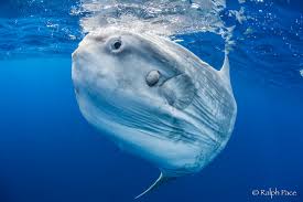 Image result for Mola mola