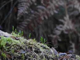 Attēlu rezultāti vaicājumam “Buxbaumia viridis”