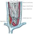 Inferior thyroid veins - Wikipedia, the free encyclopedia