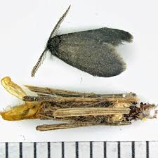 Attēlu rezultāti vaicājumam “Psyche casta larva”