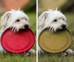 Afbeeldingsresultaat voor honden