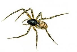 Attēlu rezultāti vaicājumam “Neriene montana”