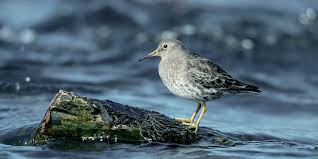 Attēlu rezultāti vaicājumam “Calidris maritima”