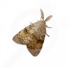 Attēlu rezultāti vaicājumam “Lymantria dispar”