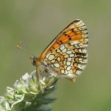 Attēlu rezultāti vaicājumam “Mellicta athalia upperside”