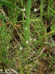 Attēlu rezultāti vaicājumam “Stellaria longifolia flower”