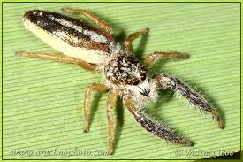 Attēlu rezultāti vaicājumam “Salticidae”