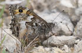 Attēlu rezultāti vaicājumam “Hipparchia semele underside”