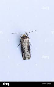 Attēlu rezultāti vaicājumam “Axylia putris”