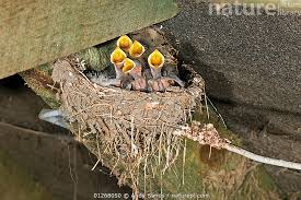 Attēlu rezultāti vaicājumam “Hirundo rustica nest”