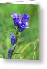 Attēlu rezultāti vaicājumam “Gentiana pneumonanthe leaf”