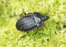 Attēlu rezultāti vaicājumam “Phosphuga atrata”