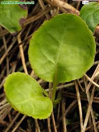 Attēlu rezultāti vaicājumam “Pyrola minor leaf”