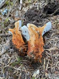 Attēlu rezultāti vaicājumam “Hydnellum aurantiacum”