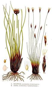 Attēlu rezultāti vaicājumam “Schoenus ferrugineus”