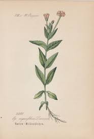 Image result for Weidenröschen