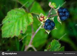 Attēlu rezultāti vaicājumam “Rubus caesius fruit”