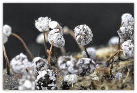 Attēlu rezultāti vaicājumam “Didymium bahiense macro”