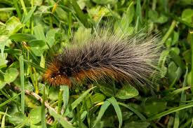 Attēlu rezultāti vaicājumam “Arctia caja larva”