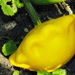 Attēlu rezultāti vaicājumam “Cucurbita pepo fruit”