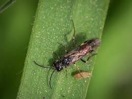 Attēlu rezultāti vaicājumam “Allantus cinctus”