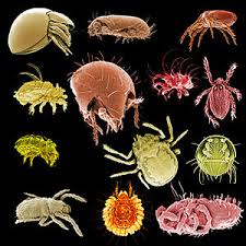 Attēlu rezultāti vaicājumam “Acari”