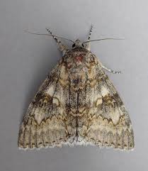 Attēlu rezultāti vaicājumam “Catocala fraxini”