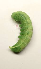 Attēlu rezultāti vaicājumam “Orthosia larvae”