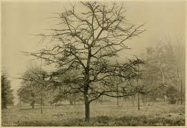 Attēlu rezultāti vaicājumam “Ulmus minor”