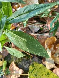Attēlu rezultāti vaicājumam “Inula britannica leaf”