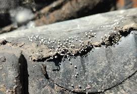 Attēlu rezultāti vaicājumam “Didymium tussilaginis sessile”