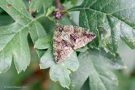 Attēlu rezultāti vaicājumam “Chloroclysta siterata”