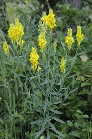 Attēlu rezultāti vaicājumam “Linaria loeselii”