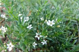 Attēlu rezultāti vaicājumam “Scrophulariaceae”