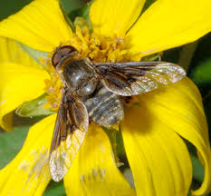 Attēlu rezultāti vaicājumam “Bombyliidae”