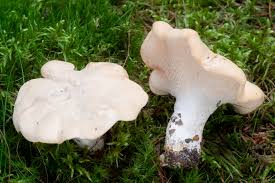 Attēlu rezultāti vaicājumam “Hydnum repandum”