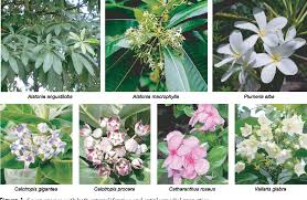 Attēlu rezultāti vaicājumam “Apocynaceae”