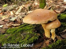 Attēlu rezultāti vaicājumam “Stropharia hornemannii”