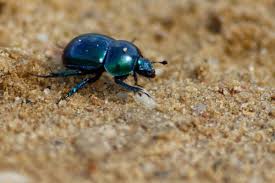 Attēlu rezultāti vaicājumam “Trypocopris vernalis”