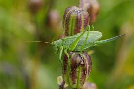 Attēlu rezultāti vaicājumam “Tettigonia cantans”