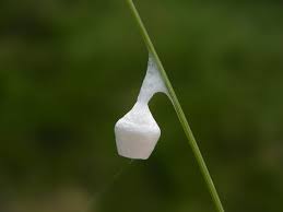 Attēlu rezultāti vaicājumam “Agroeca brunnea”