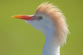Attēlu rezultāti vaicājumam “Bubulcus ibis”